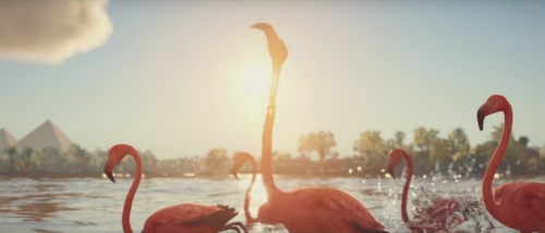 Assassins Creed Flamingo